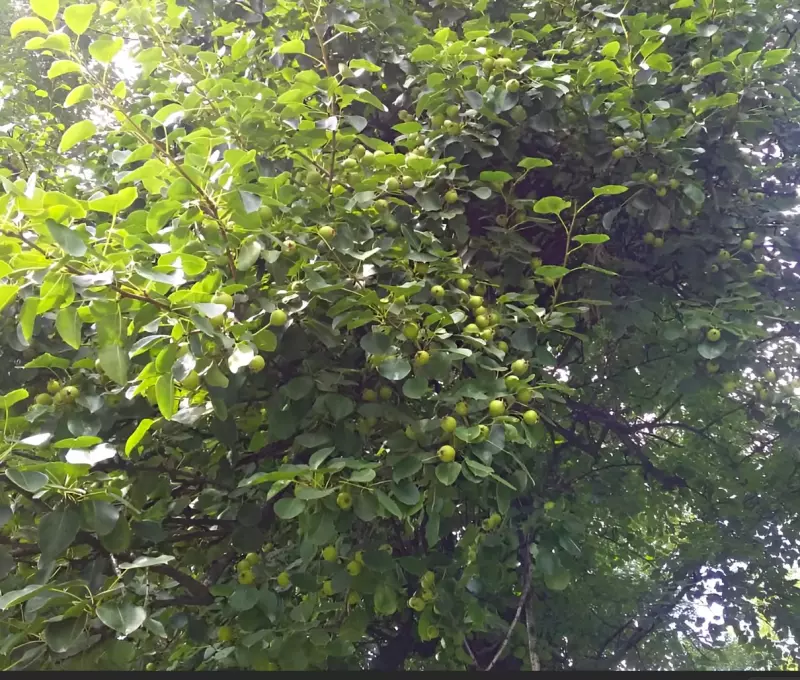 Коломенское