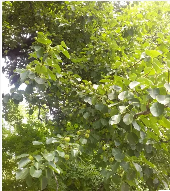 Коломенское