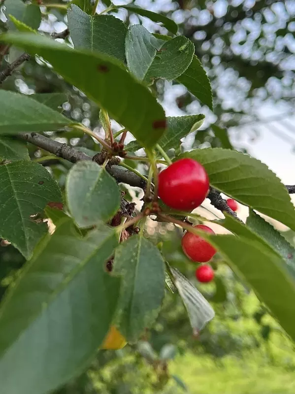 Коломенское