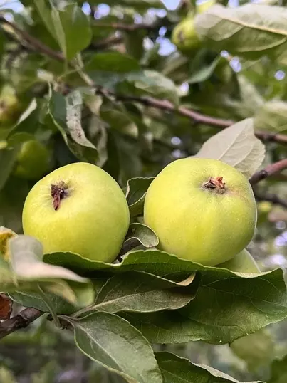 Коломенское