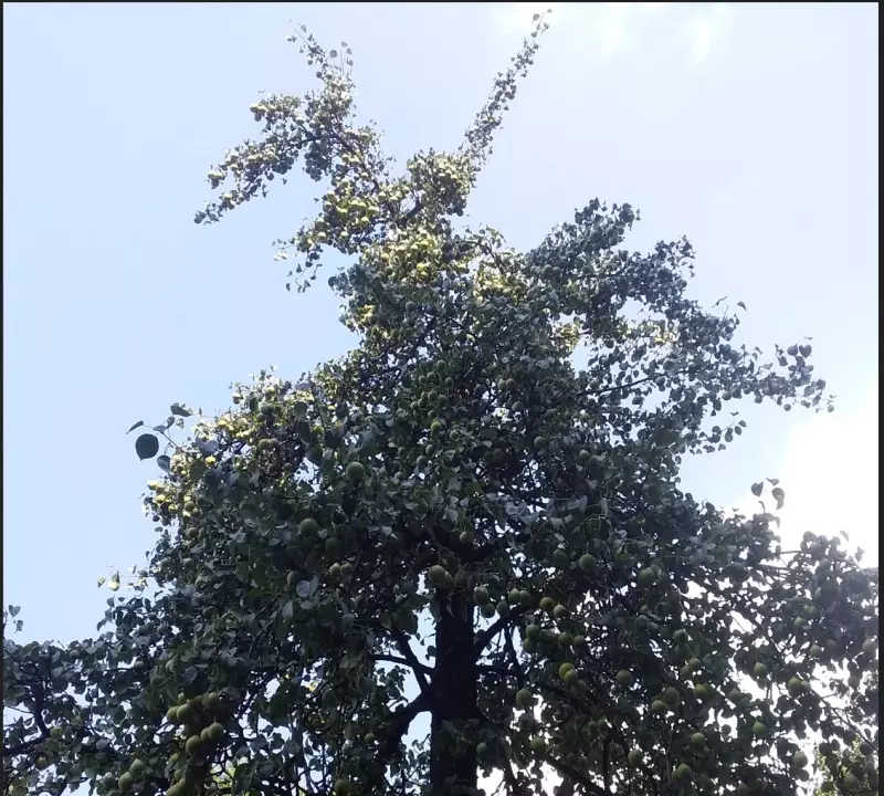 Коломенское