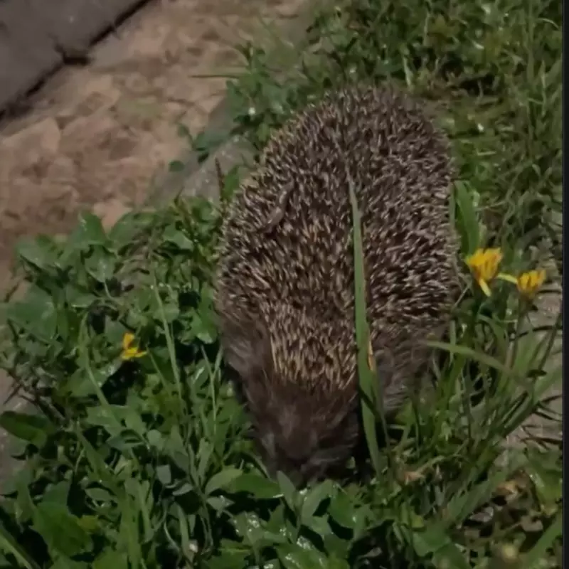 Коломенское