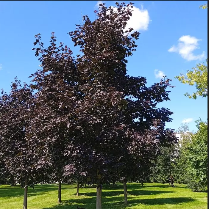 Коломенское