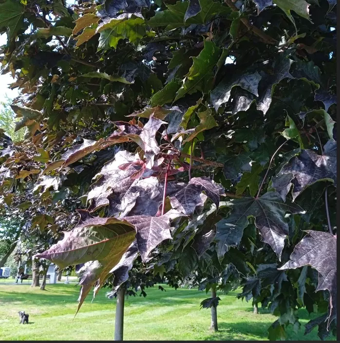 Коломенское