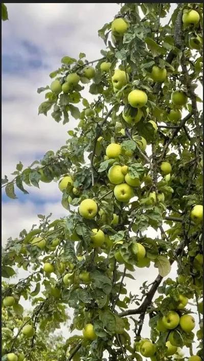 Коломенское