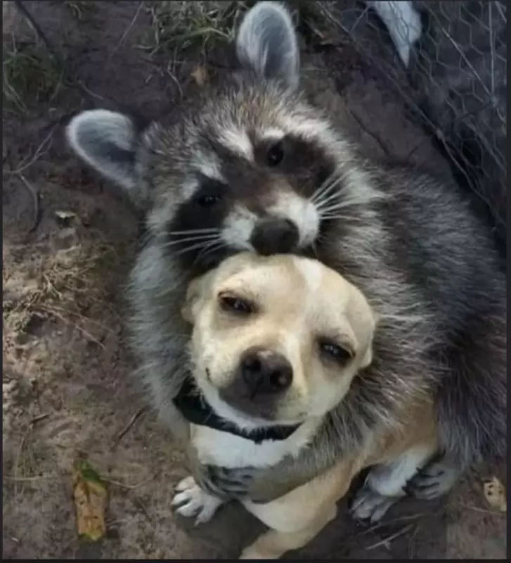 Эти забавные животные