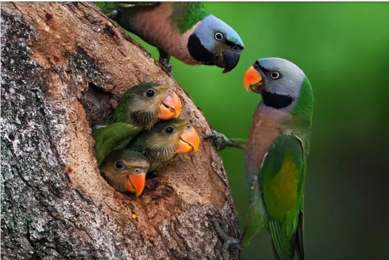 Эти забавные животные