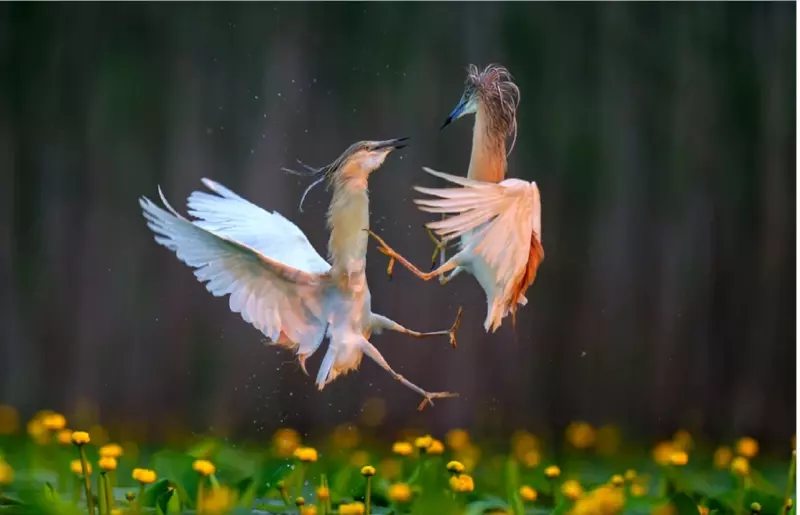 Эти забавные животные