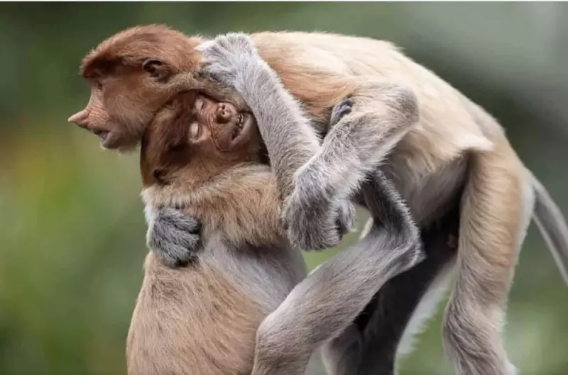 Эти забавные животные