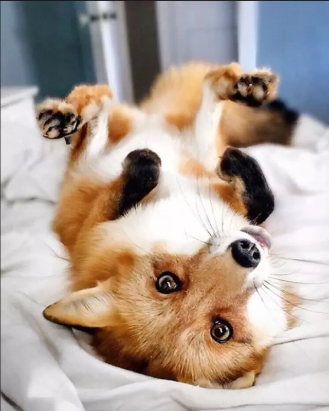 Эти забавные животные