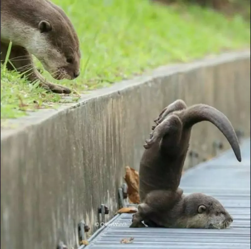 Эти забавные животные