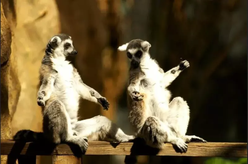 Эти забавные животные