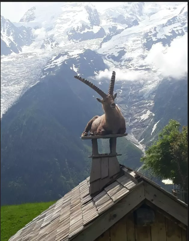 Эти забавные животные