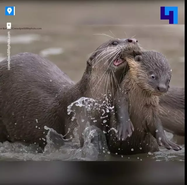 Эти забавные животные