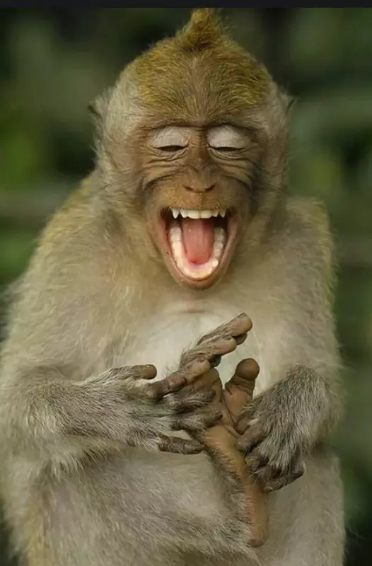 Эти забавные животные