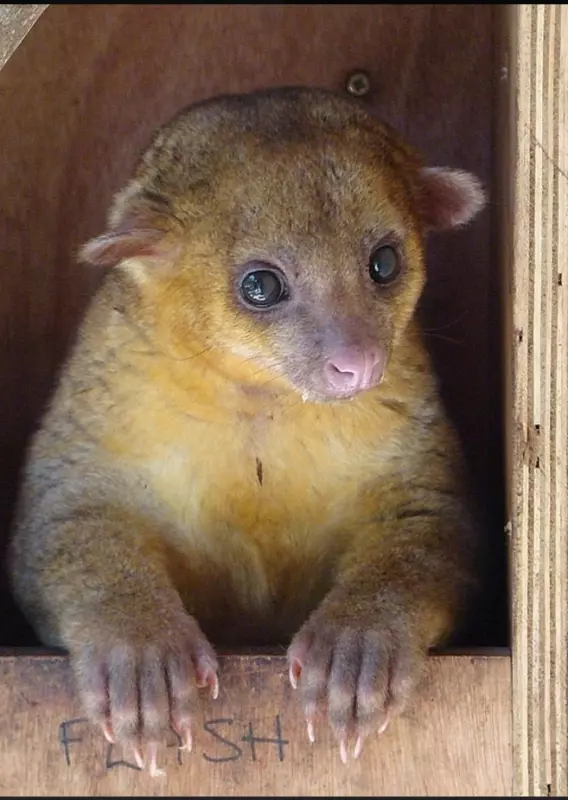 Эти забавные животные