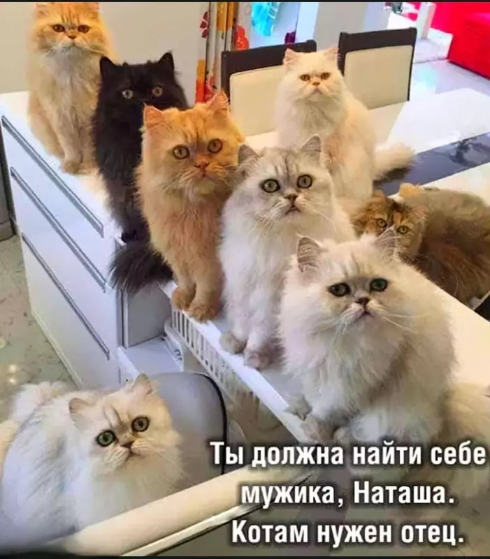 Эти забавные животные