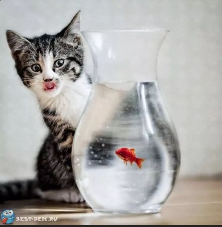 Эти забавные животные