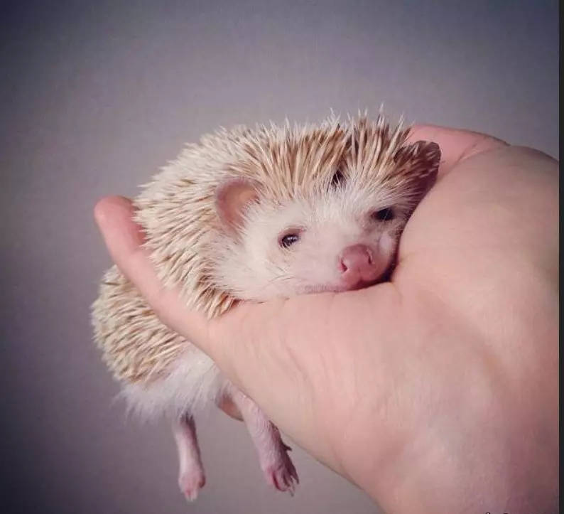 Эти забавные животные