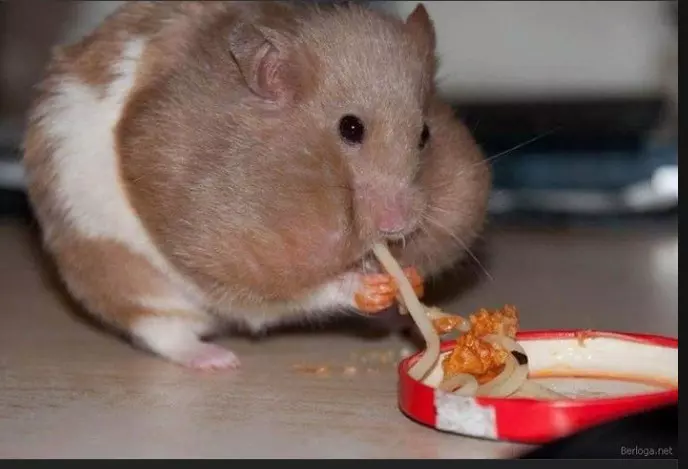 Эти забавные животные