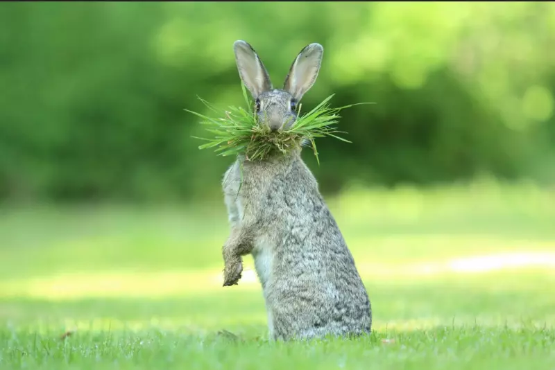 Эти забавные животные