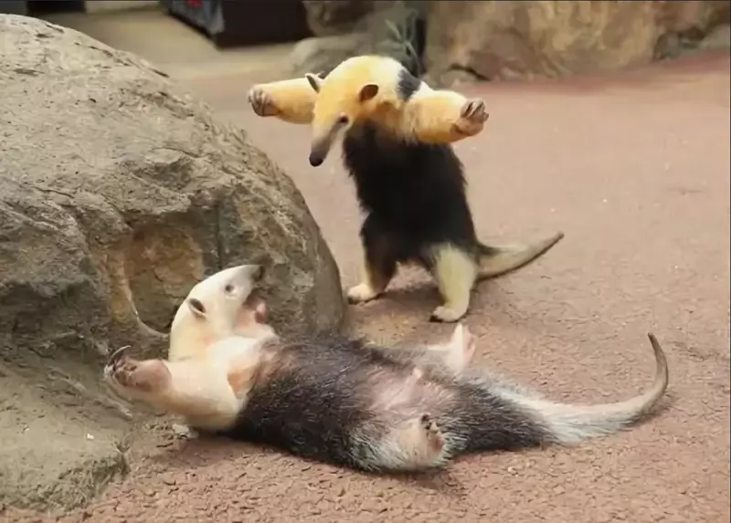 Эти забавные животные