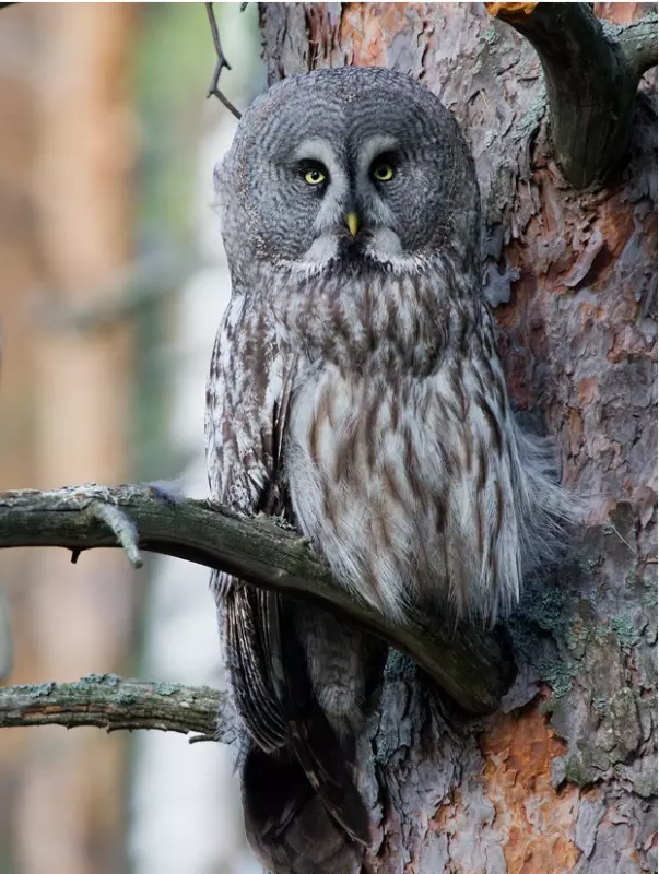 Эти забавные животные