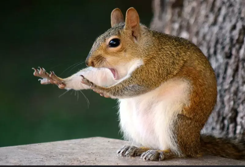 Эти забавные животные