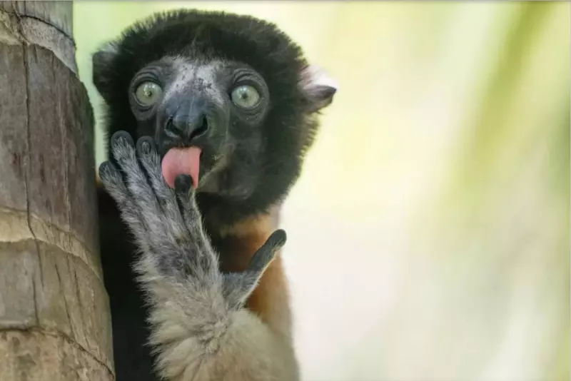 Эти забавные животные