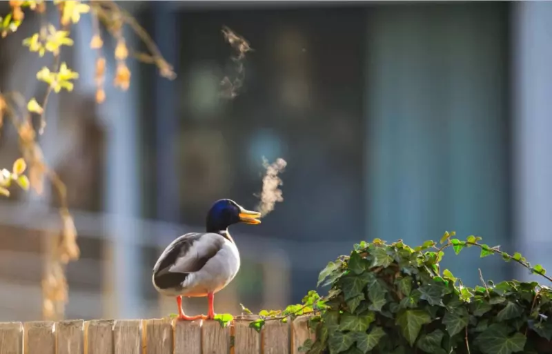 Эти забавные животные