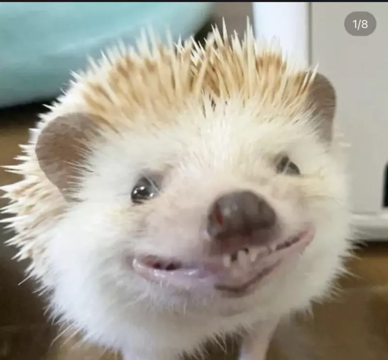 Эти забавные животные