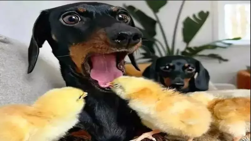 Эти забавные животные