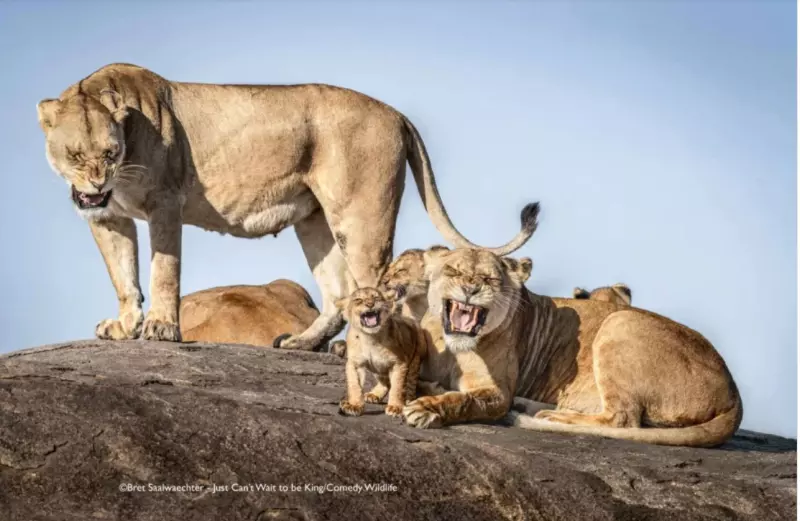 Эти забавные животные