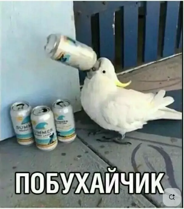 Эти забавные животные