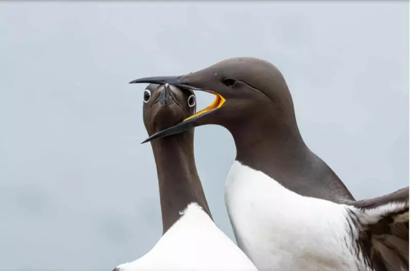 Эти забавные животные