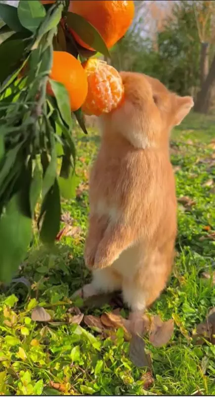 Эти забавные животные