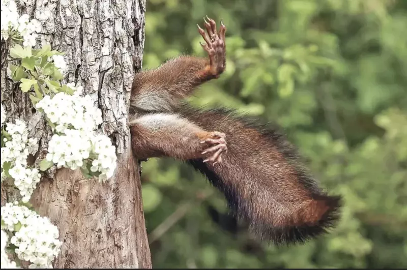 Эти забавные животные