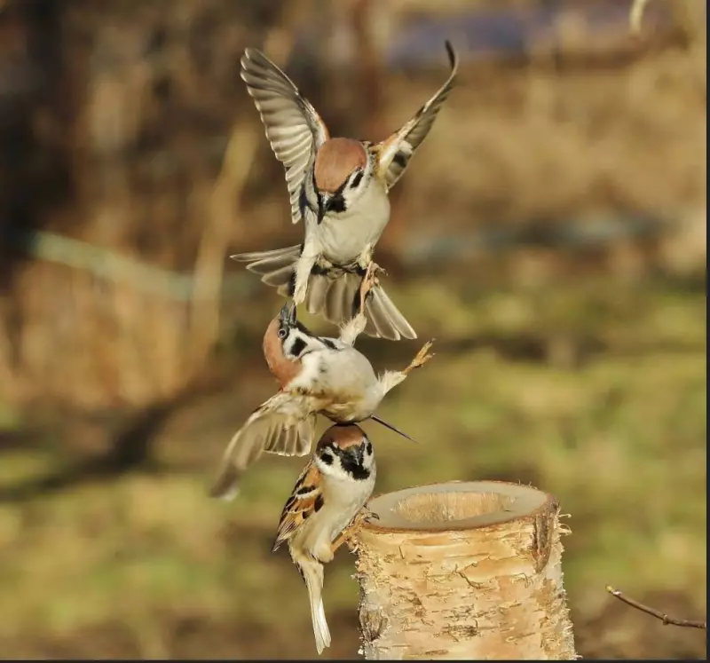 Эти забавные животные