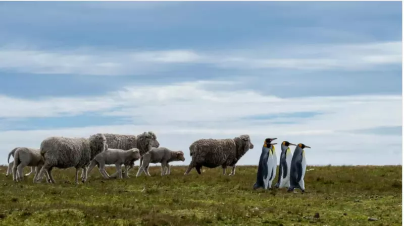 Эти забавные животные