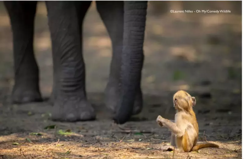Эти забавные животные