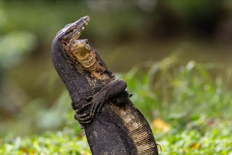 Эти забавные животные