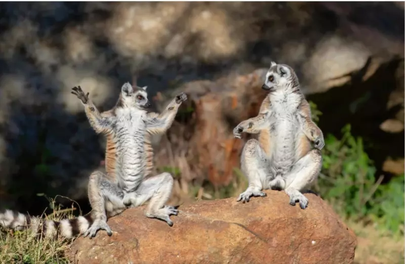 Эти забавные животные