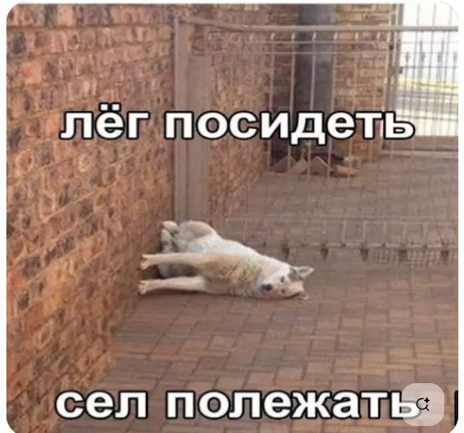 Эти забавные животные