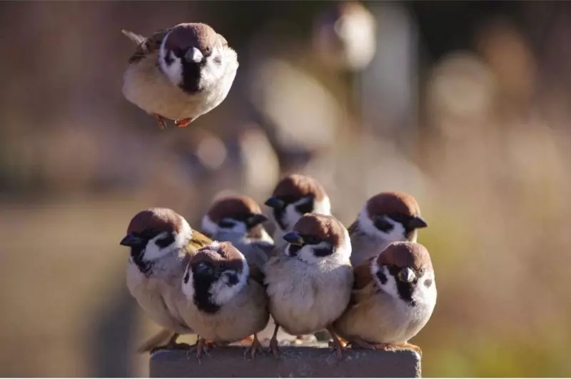 Эти забавные животные