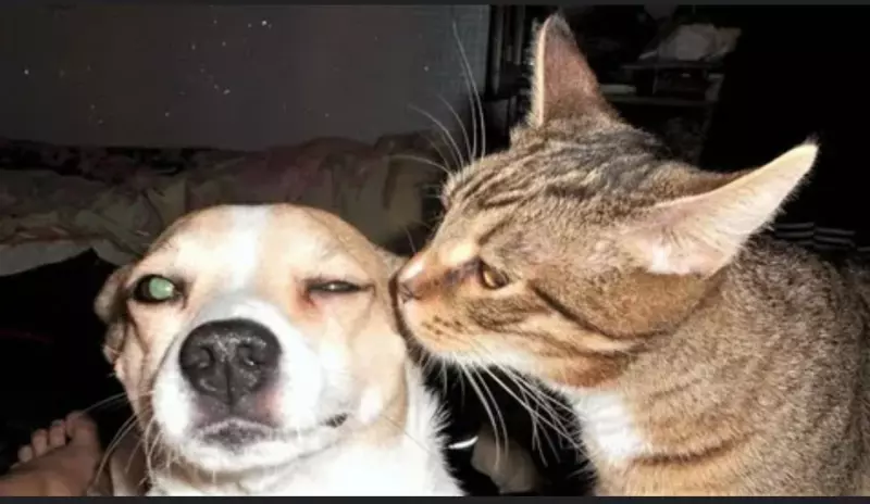 Эти забавные животные