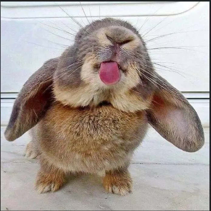 Эти забавные животные