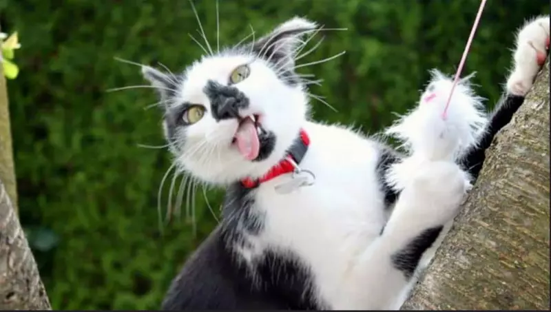 Эти забавные животные