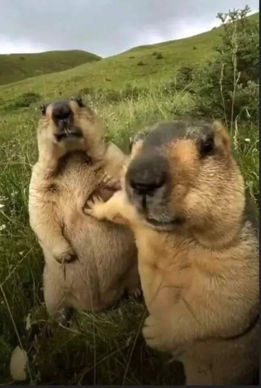 Эти забавные животные