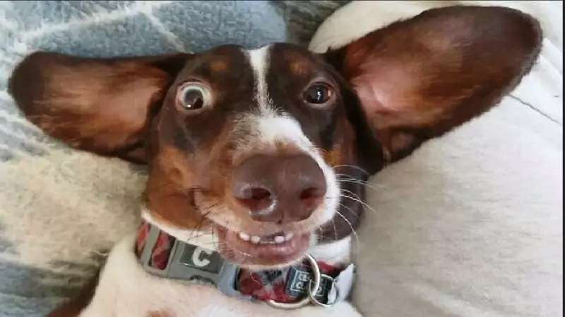 Эти забавные животные