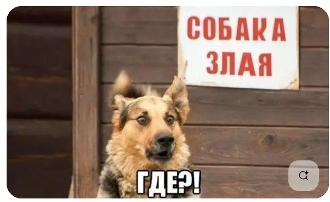 Эти забавные животные